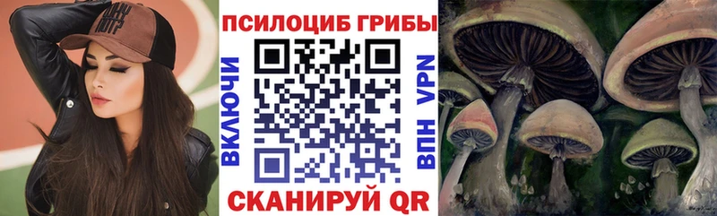 Купить  Курильск  Псилоцибиновые грибы Psilocybe 